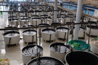 La FCPCT - ULPGC formar&aacute; parte del proyecto estatal &lsquo;PISCIBIEN&rsquo; con el objetivo de generar protocolos que mejoren el bienestar de los peces de cultivo en situaciones de estr&eacute;s
