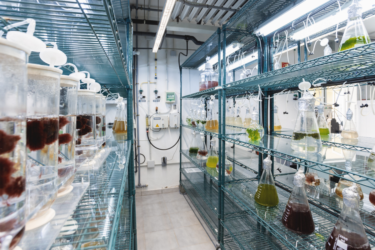 La ULPGC incorpora el nuevo Servicio Cient&iacute;fico de Biobanco de Algas y Cianobacterias