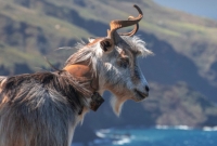 El &lsquo;Facebook de las vacas&rsquo; naci&oacute; en Gran Canaria