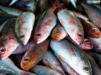 El proyecto espa&ntilde;ol Wellstun estudiar&aacute; las pr&aacute;cticas de sacrificio de los peces cultivados para mejorar sus condiciones